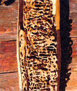 Check for tunnels or rotten wood when inspecting a home.